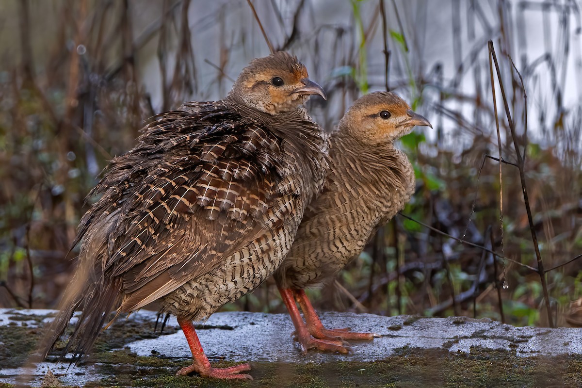 Gray Francolin - ML591872451