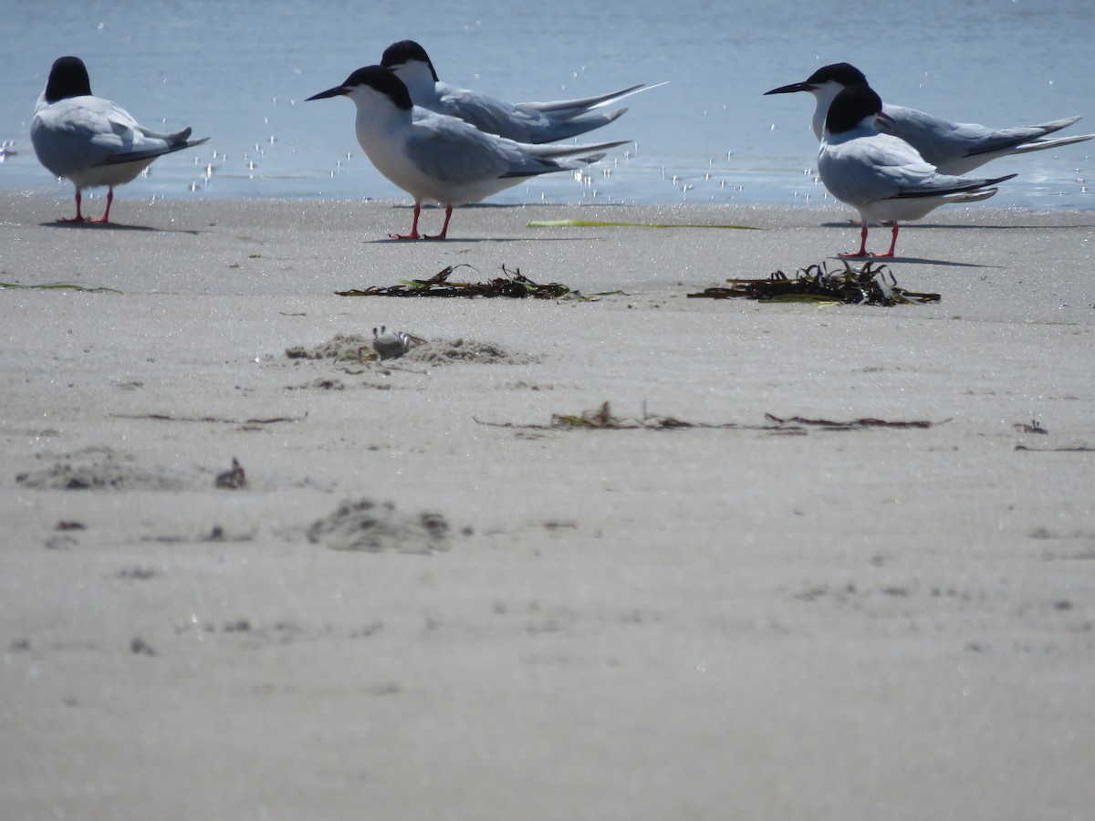 Roseate Tern - ML591872481