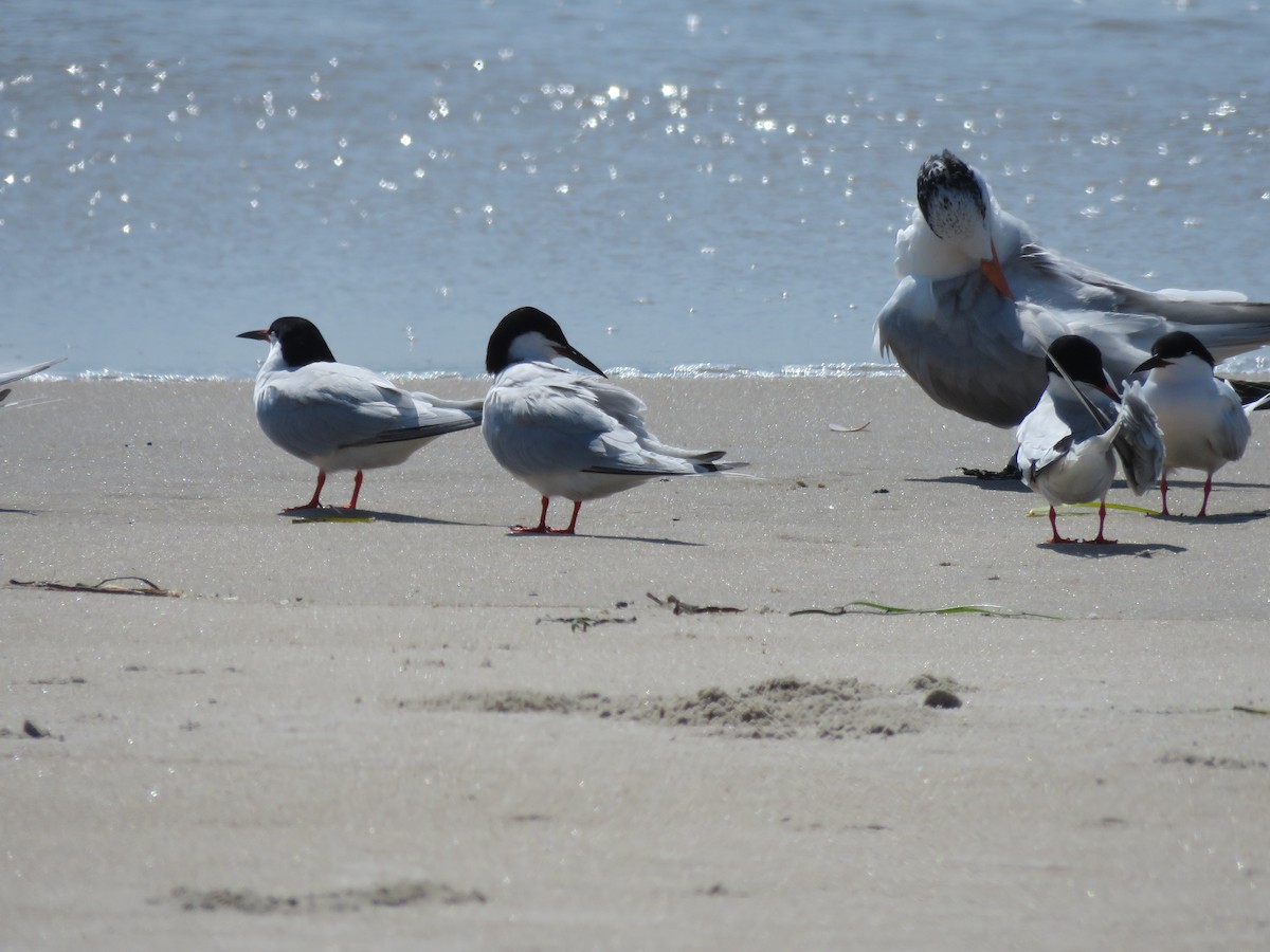 Roseate Tern - ML591872491