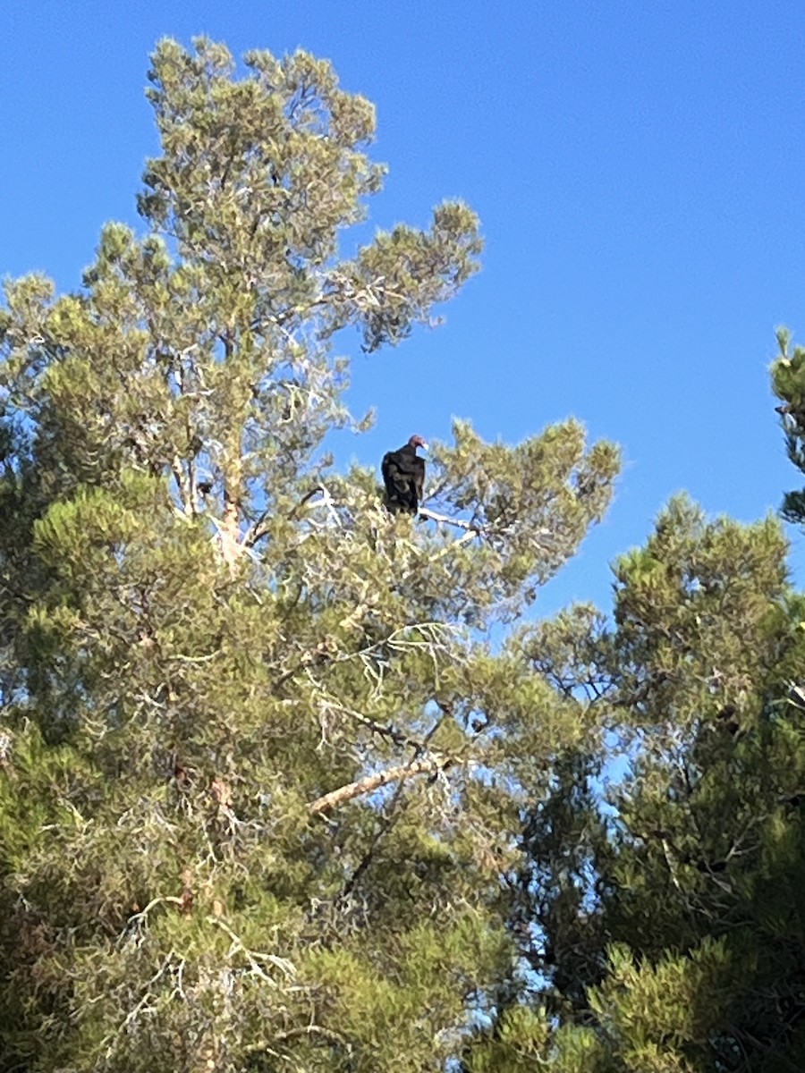 Turkey Vulture - ML591872781