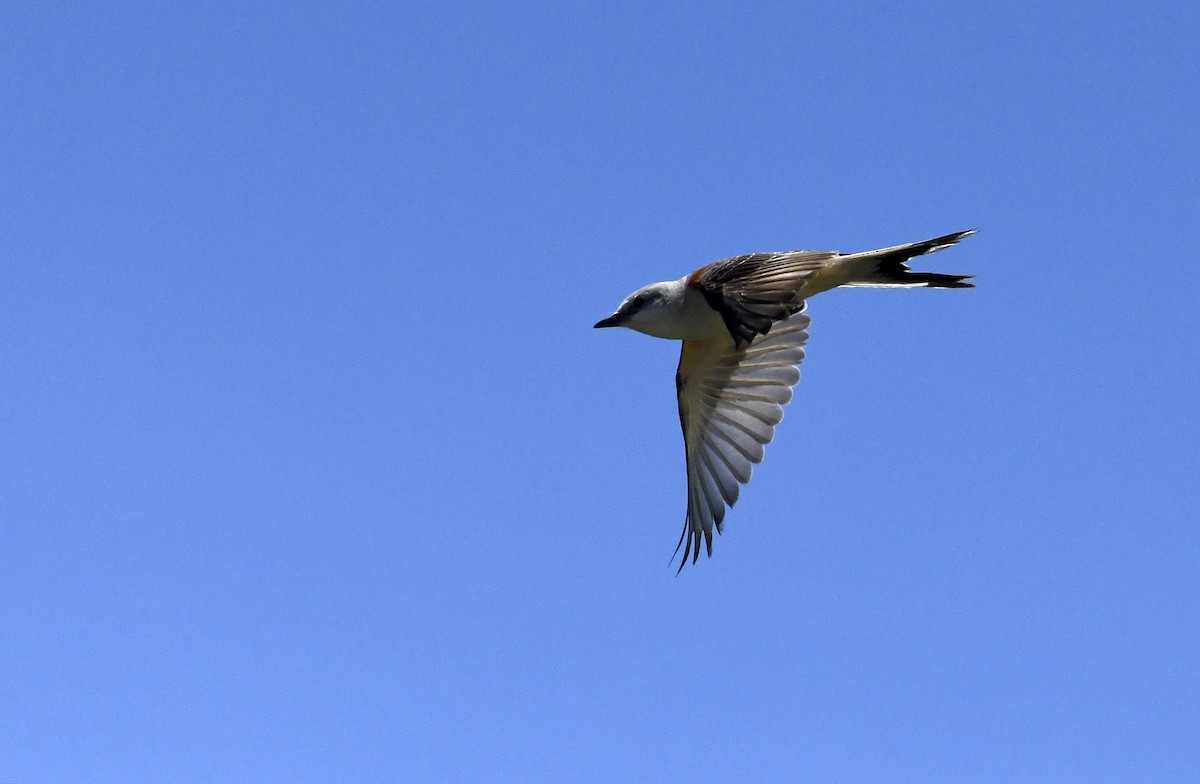 Scissor-tailed Flycatcher - Julie Johnston