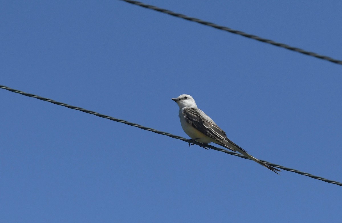 Scissor-tailed Flycatcher - Julie Johnston