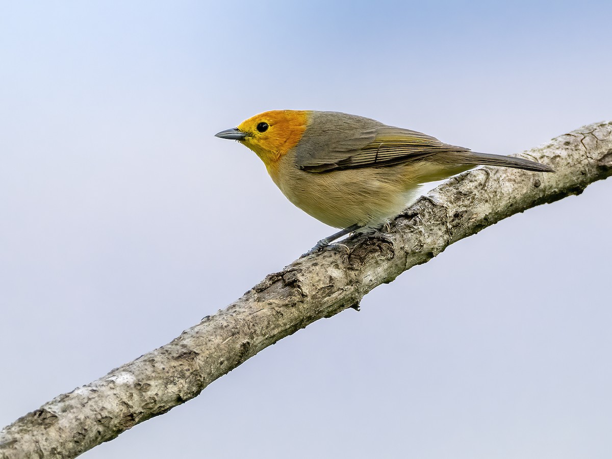 Orange-headed Tanager - Andres Vasquez Noboa