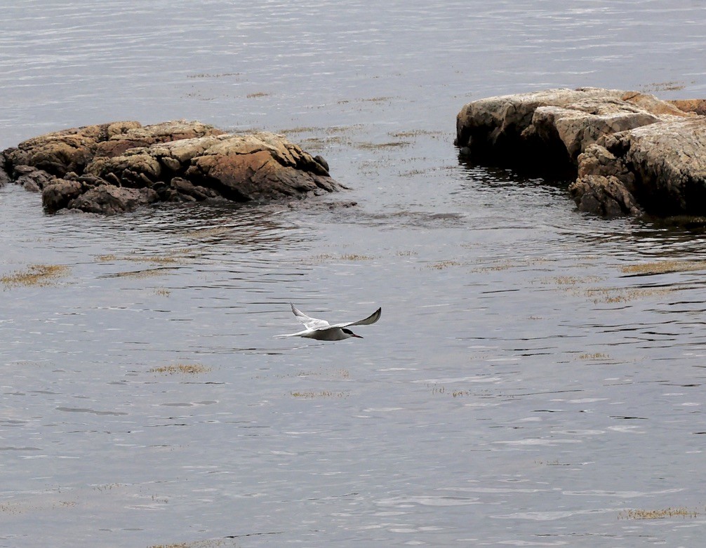 Common Tern - ML591873461