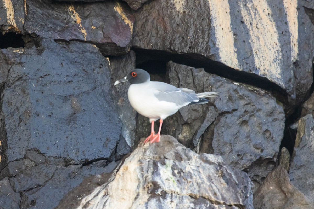 Swallow-tailed Gull - ML591873551