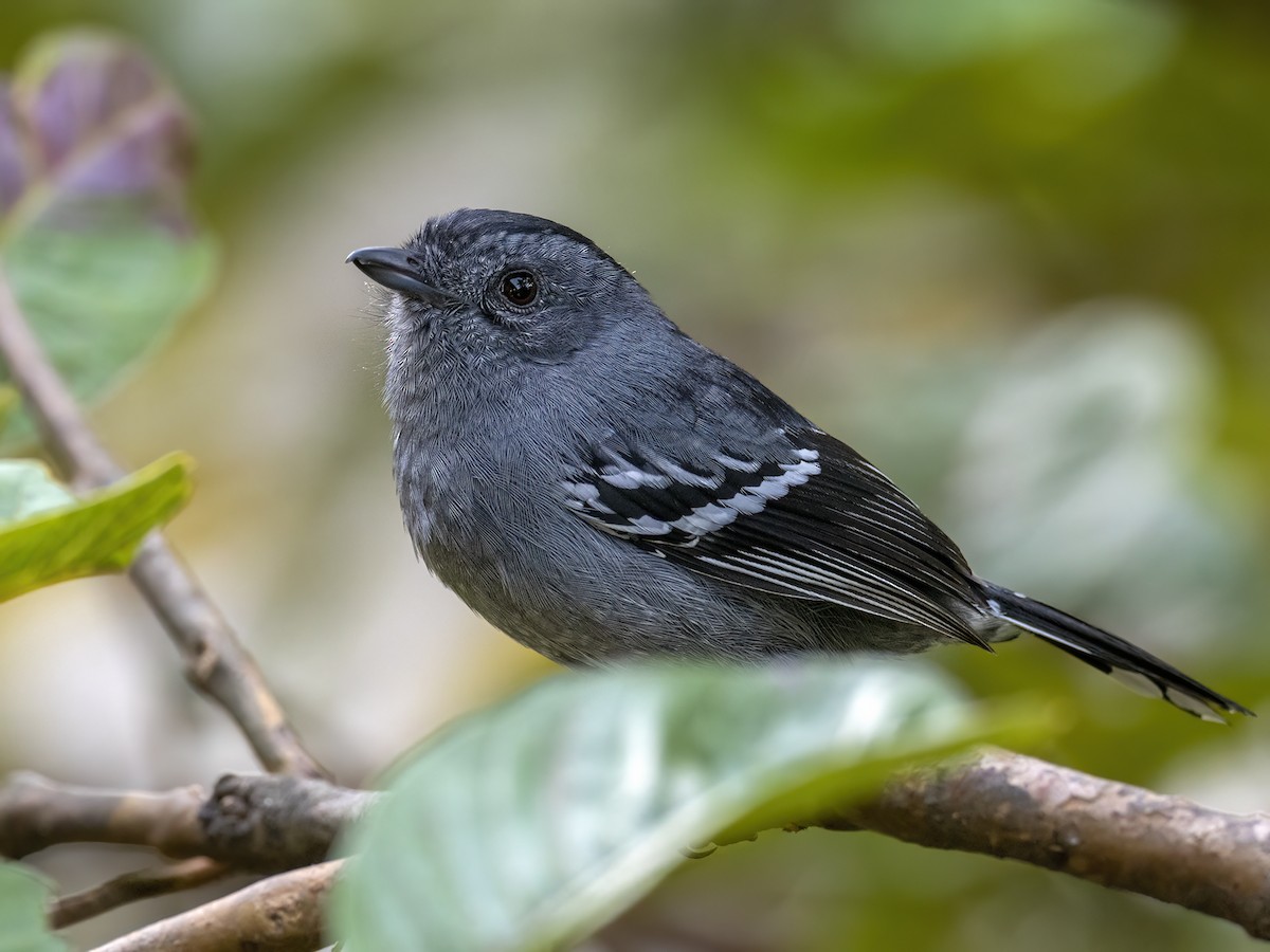 Variable Antshrike - ML591873641