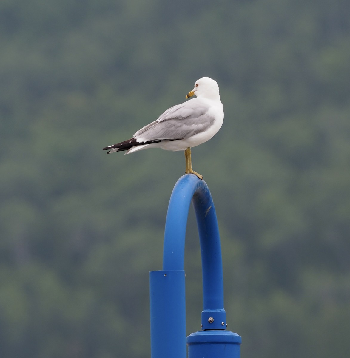 Ring-billed Gull - ML591873671