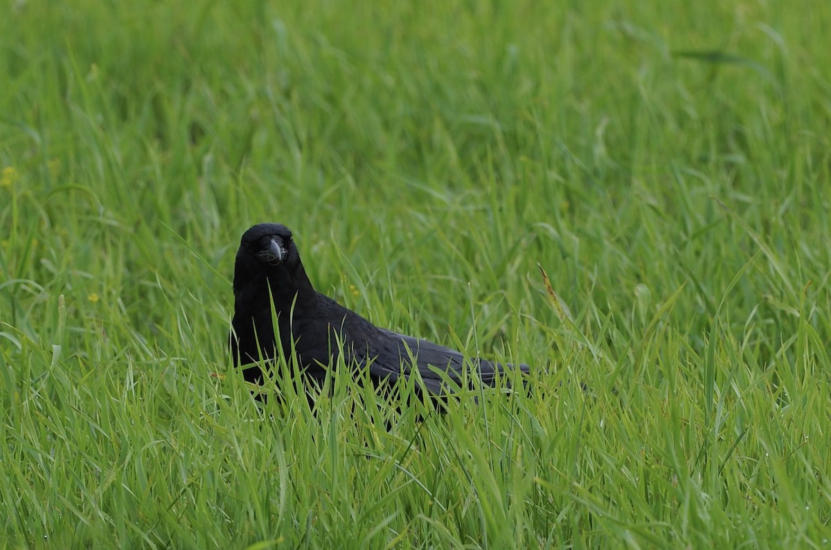 American Crow - ML591873761