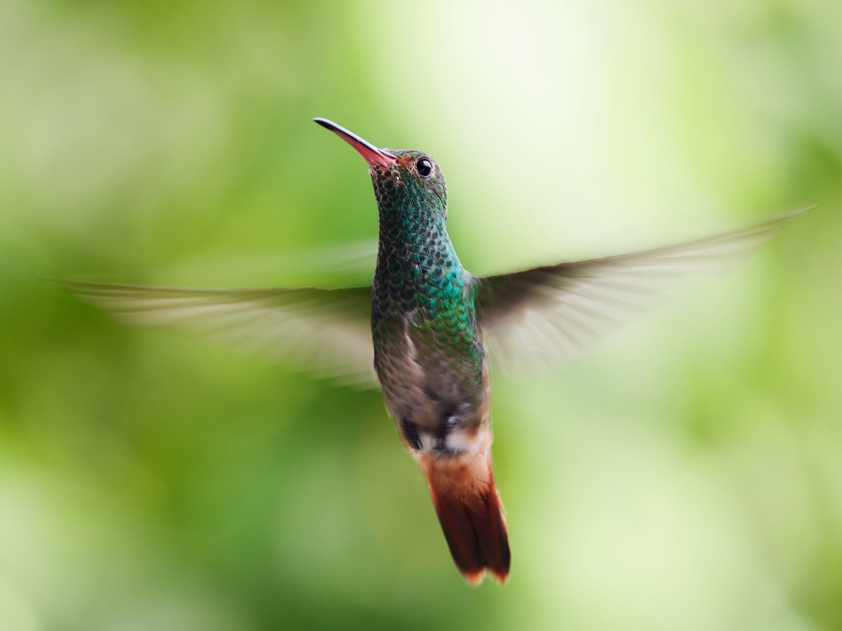 Rufous-tailed Hummingbird - ML591873831