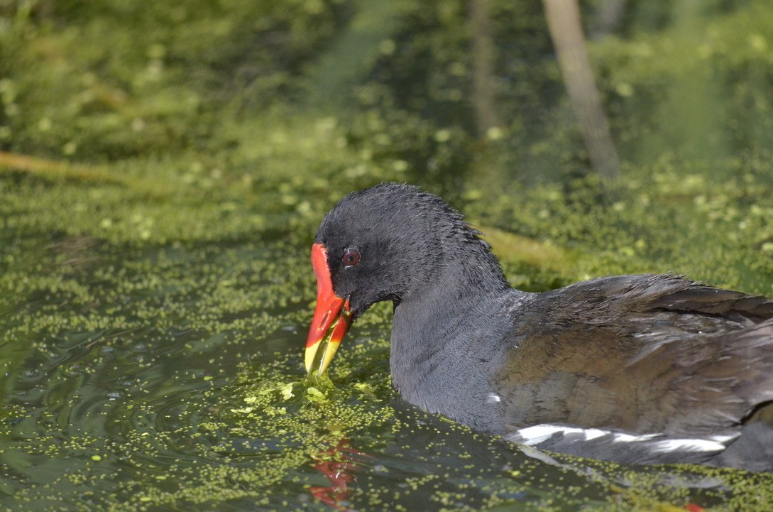 Eurasian Moorhen - ML591875031