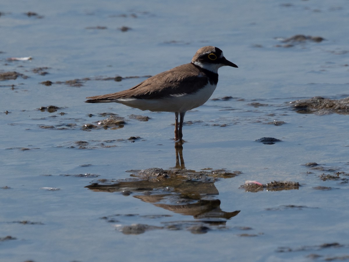 Little Ringed Plover - ML591875181