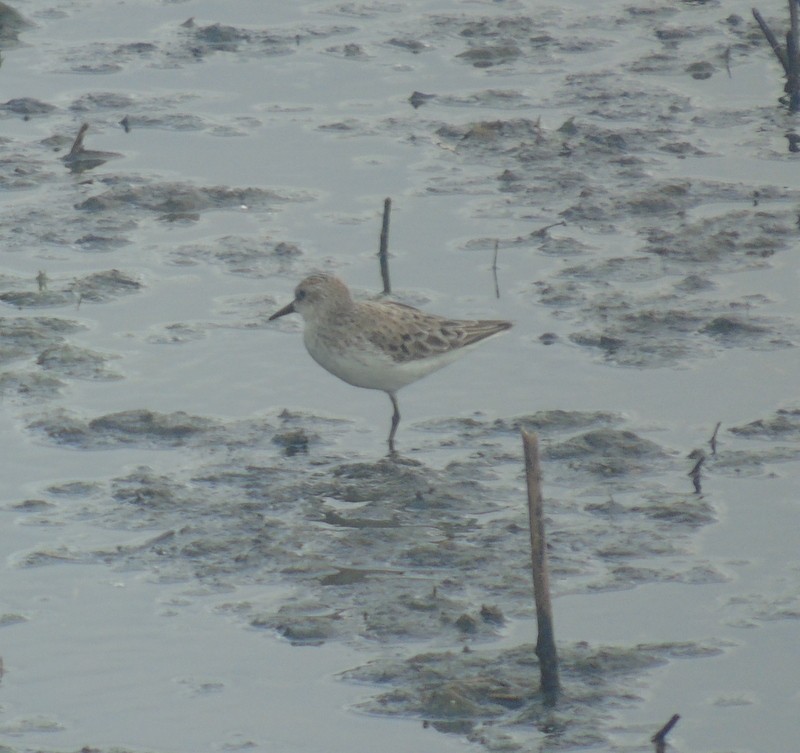 White-rumped Sandpiper - ML59187611