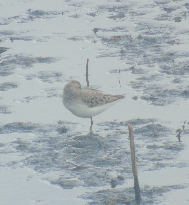 White-rumped Sandpiper - ML59187681