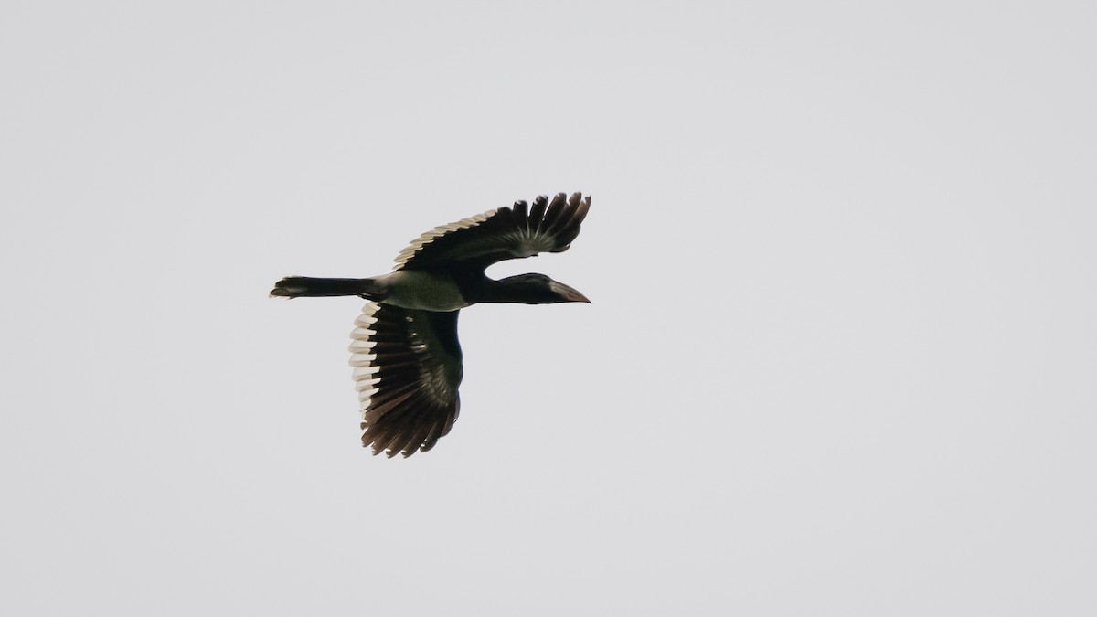 Piping Hornbill - ML591877041