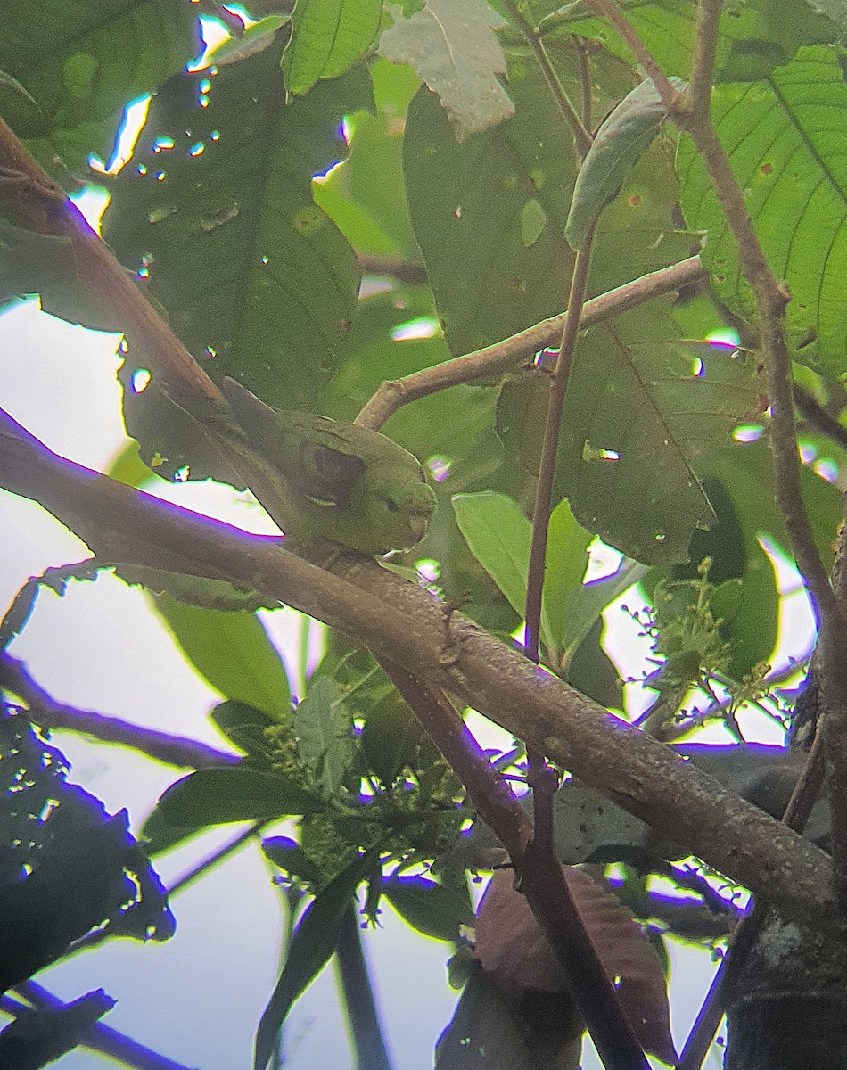 Barred Parakeet - ML591877381