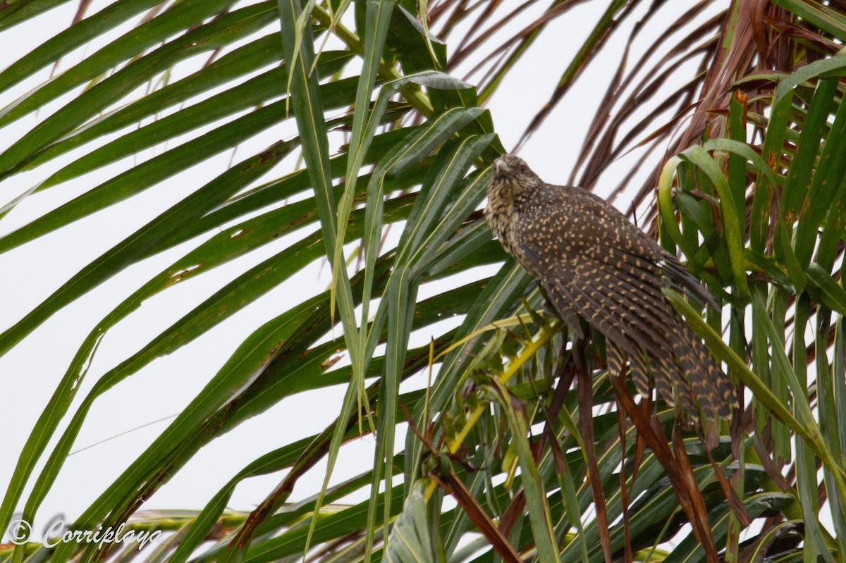 Asian Koel - ML591877491