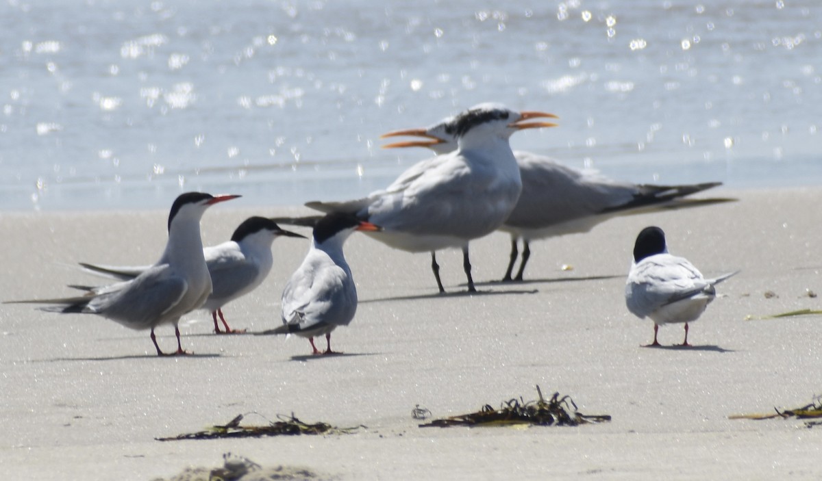 Roseate Tern - ML591877581