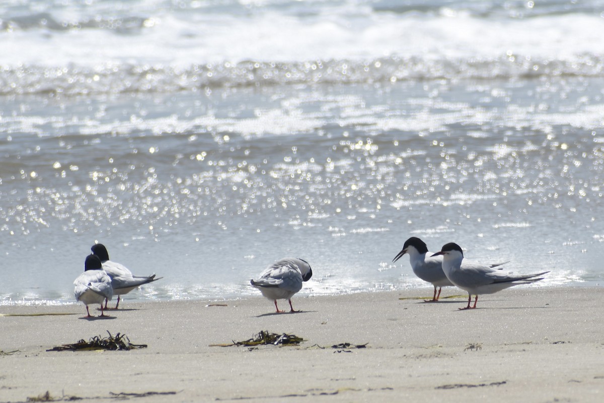 Roseate Tern - ML591877591