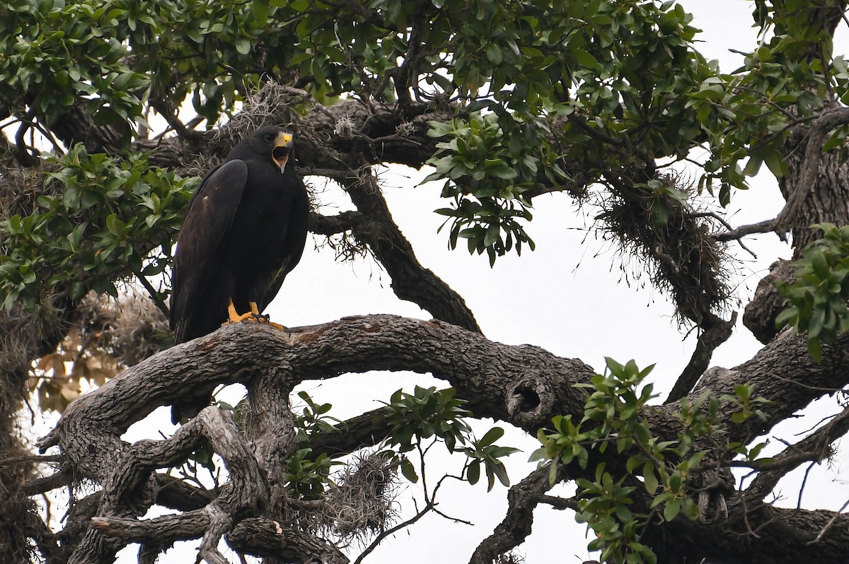 Zone-tailed Hawk - ML591877671