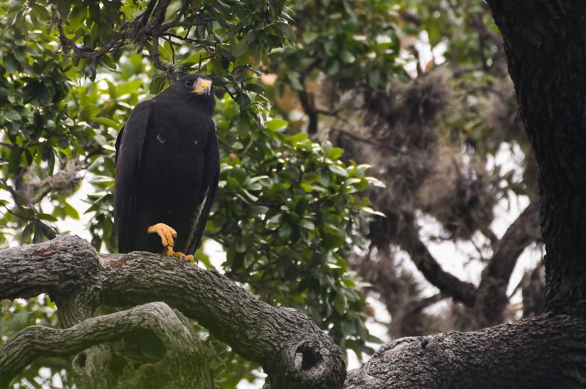 Zone-tailed Hawk - ML591877681