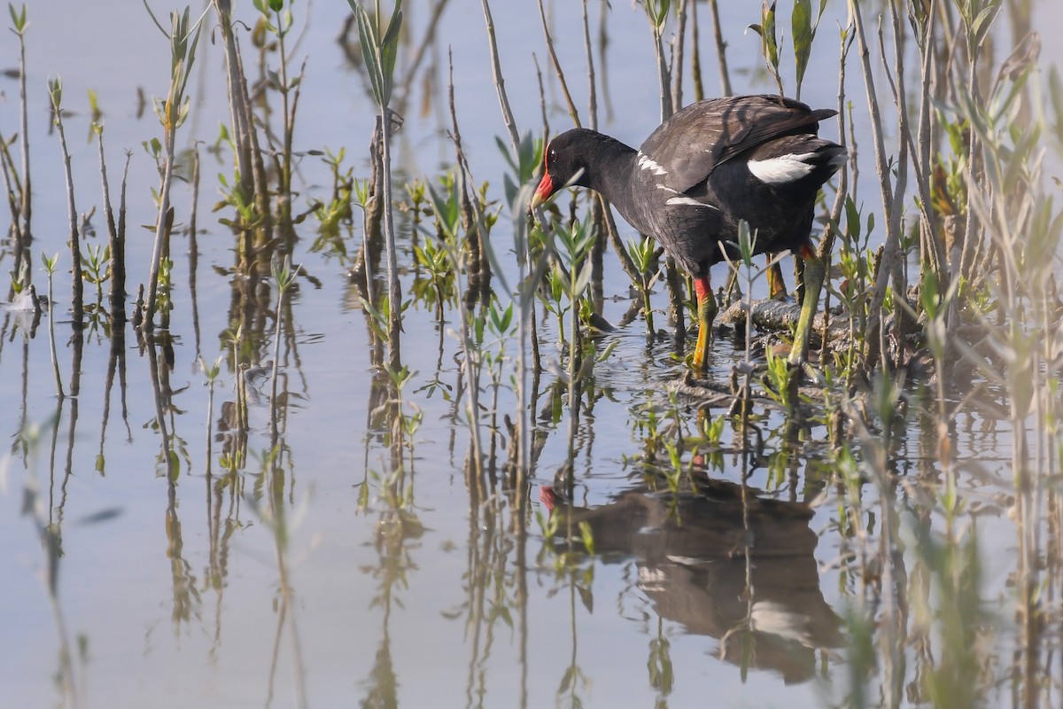 Gallinule d'Amérique - ML591877911