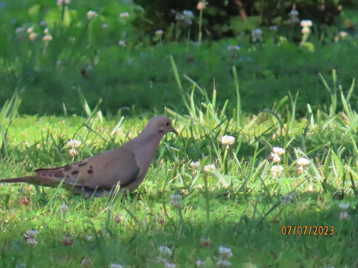 Mourning Dove - Lelia Bentley