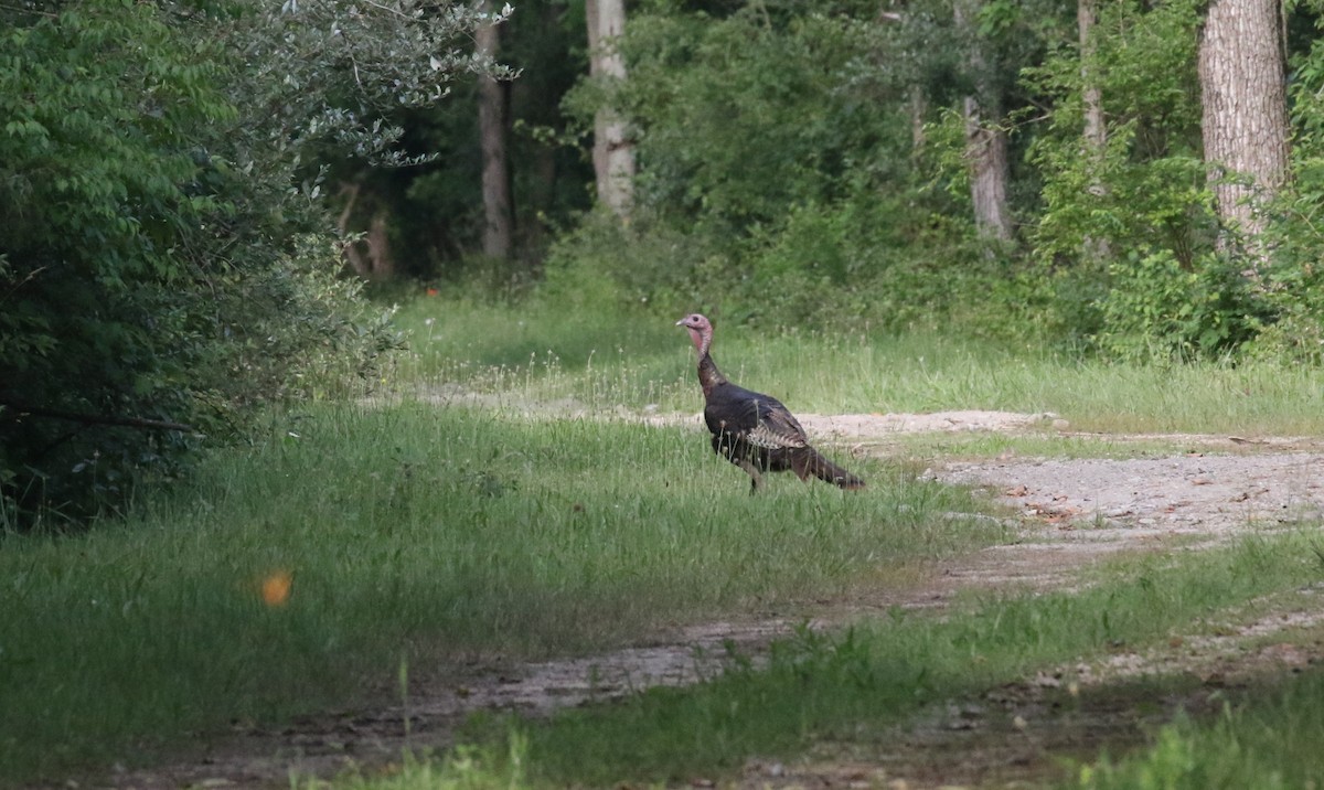 Wild Turkey - ML591878021