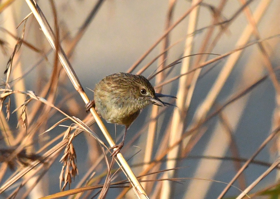 Prinia crinigère - ML591878041