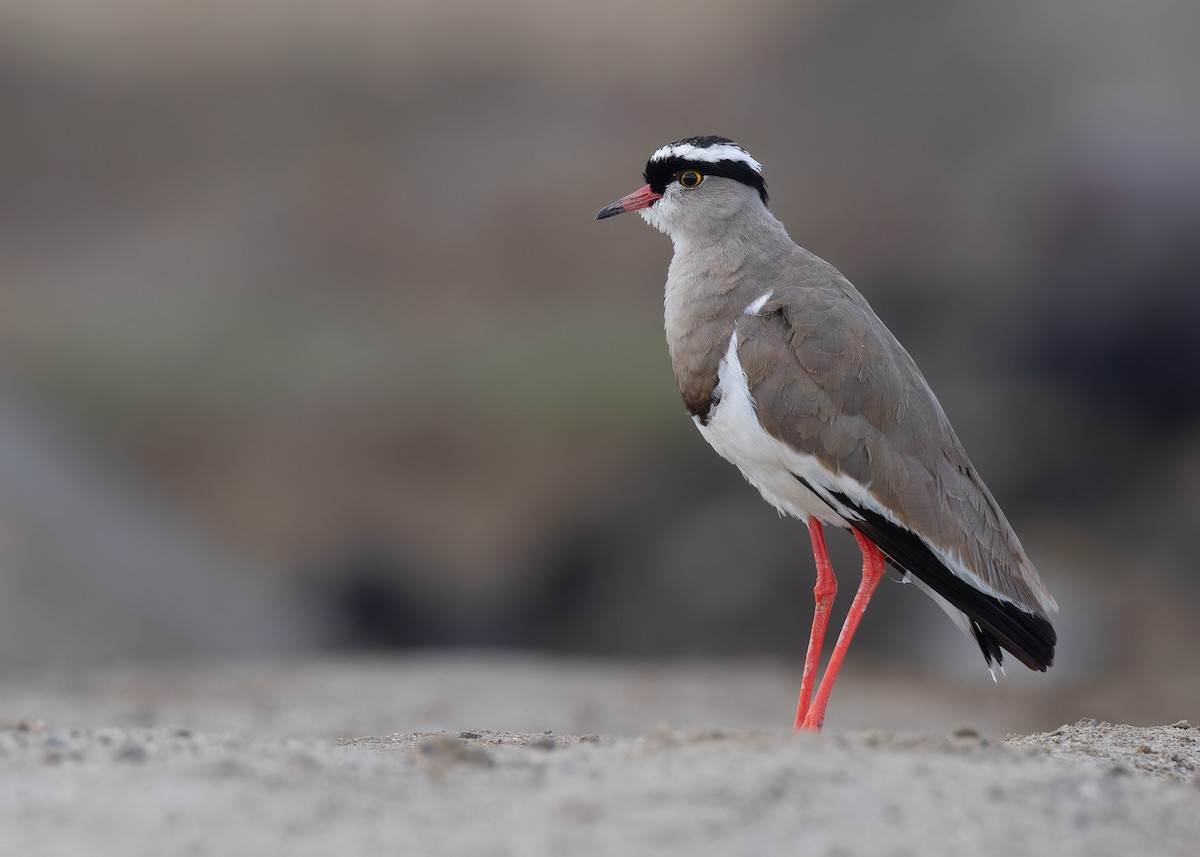 Crowned Lapwing - ML591878281