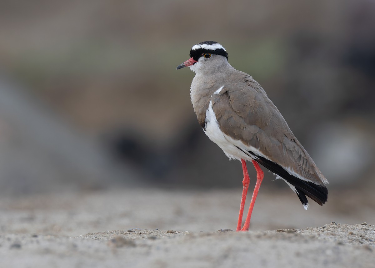 Crowned Lapwing - ML591878301