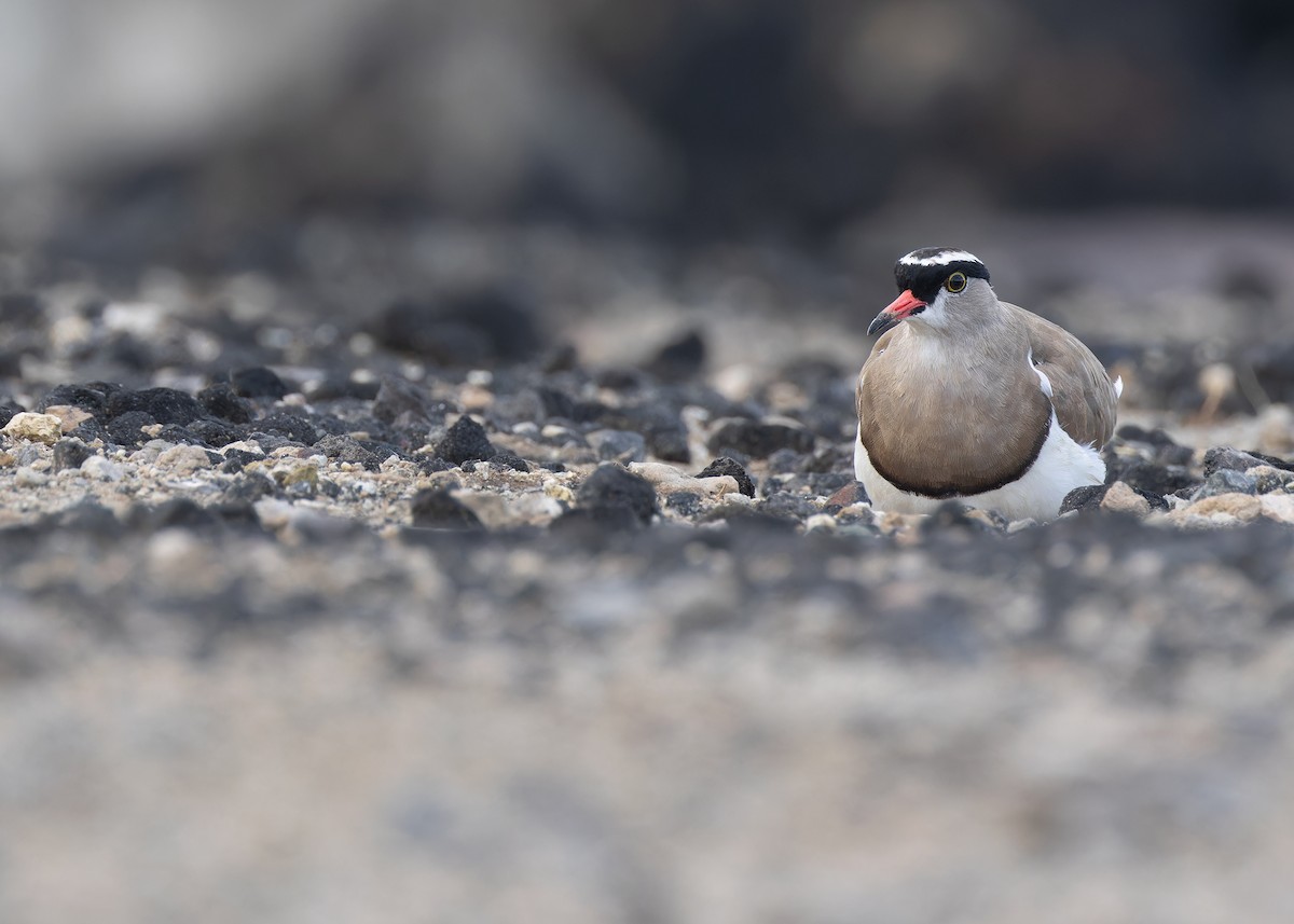 Crowned Lapwing - ML591878311