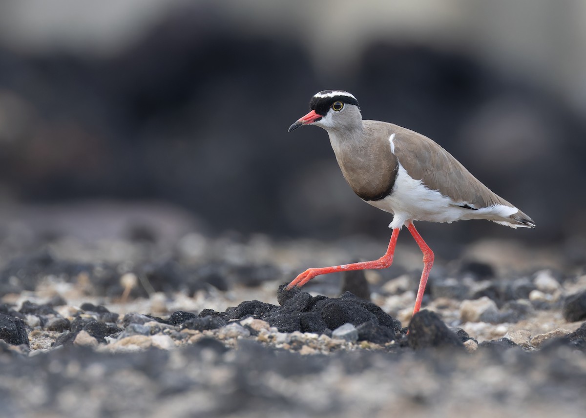 Crowned Lapwing - ML591878321