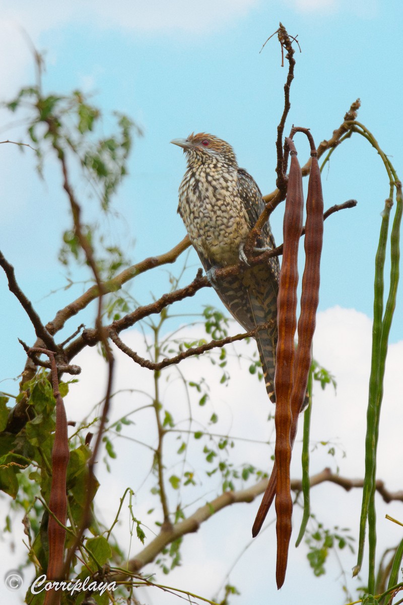 Asian Koel - ML591878961