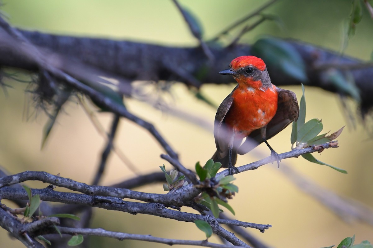 Vermilion Flycatcher - Mason Currier