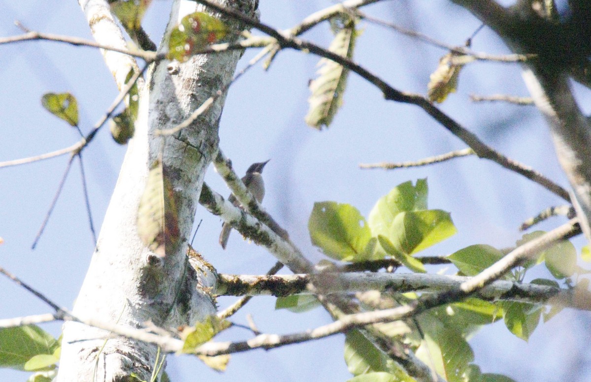 Brown Oriole - ML591879491