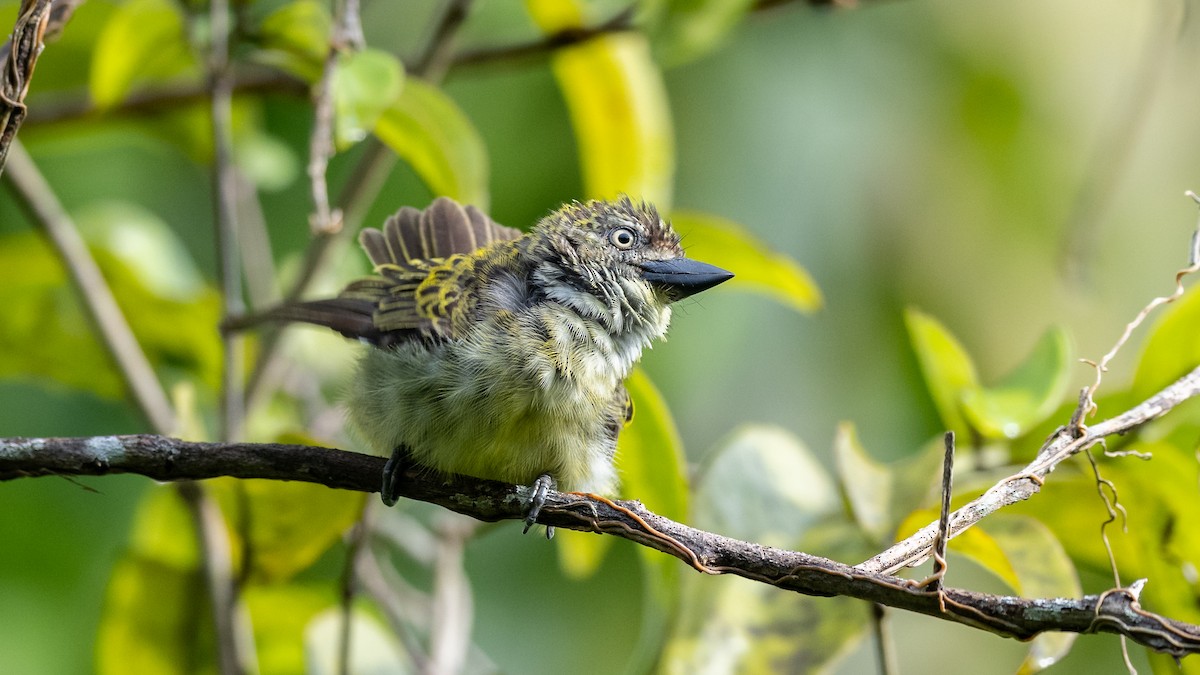 Speckled Tinkerbird - ML591881521