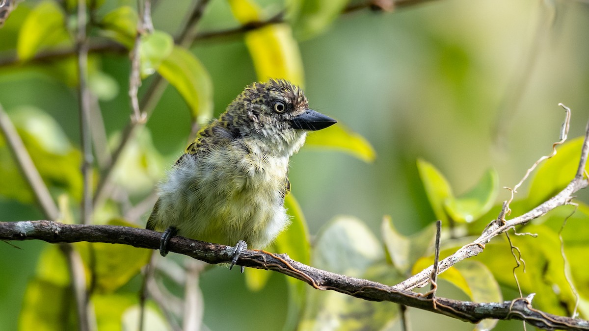 Speckled Tinkerbird - ML591881531