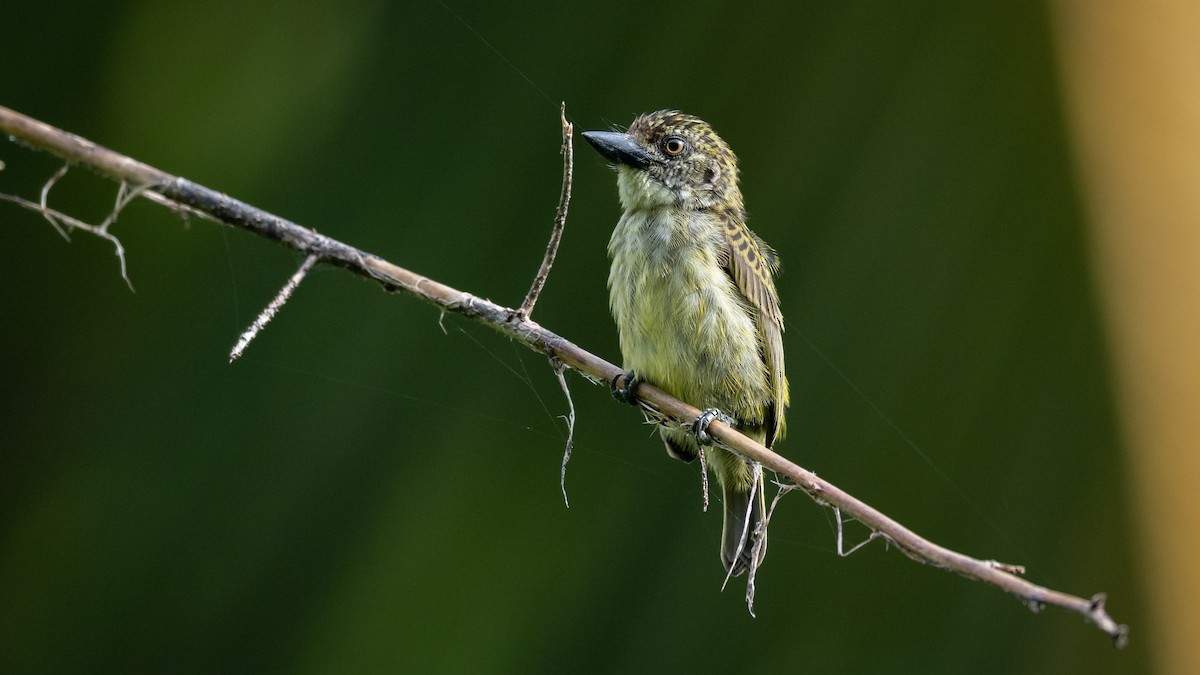 Speckled Tinkerbird - ML591881541