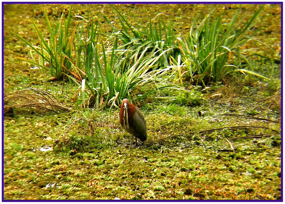 Rufescent Tiger-Heron - ML591881591