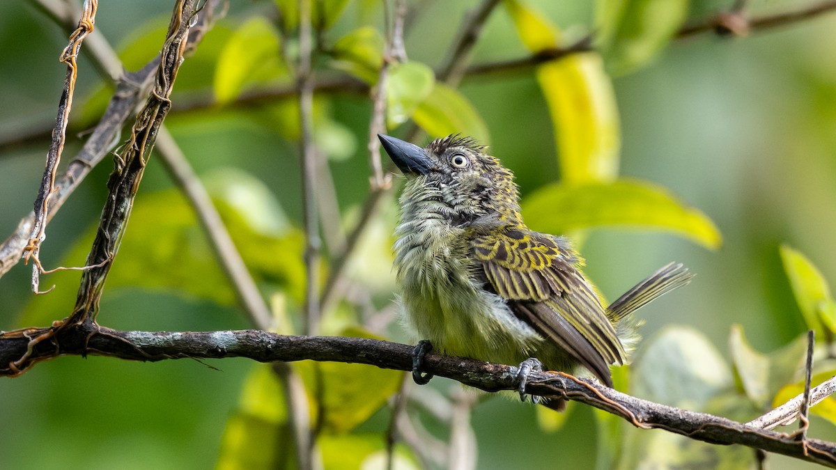 Speckled Tinkerbird - ML591881611