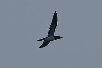 Brown Booby - ML591881631