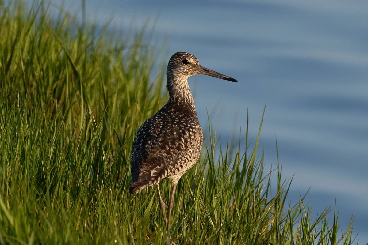 Willet - ML591881971