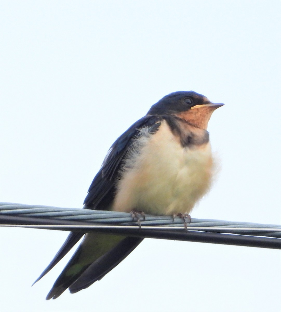 Barn Swallow - Richard Chirichiello