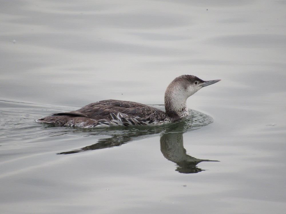 Red-throated Loon - ML59188301