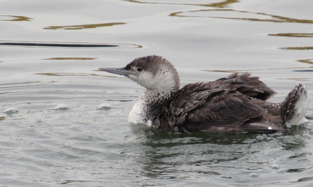 Red-throated Loon - ML59188311