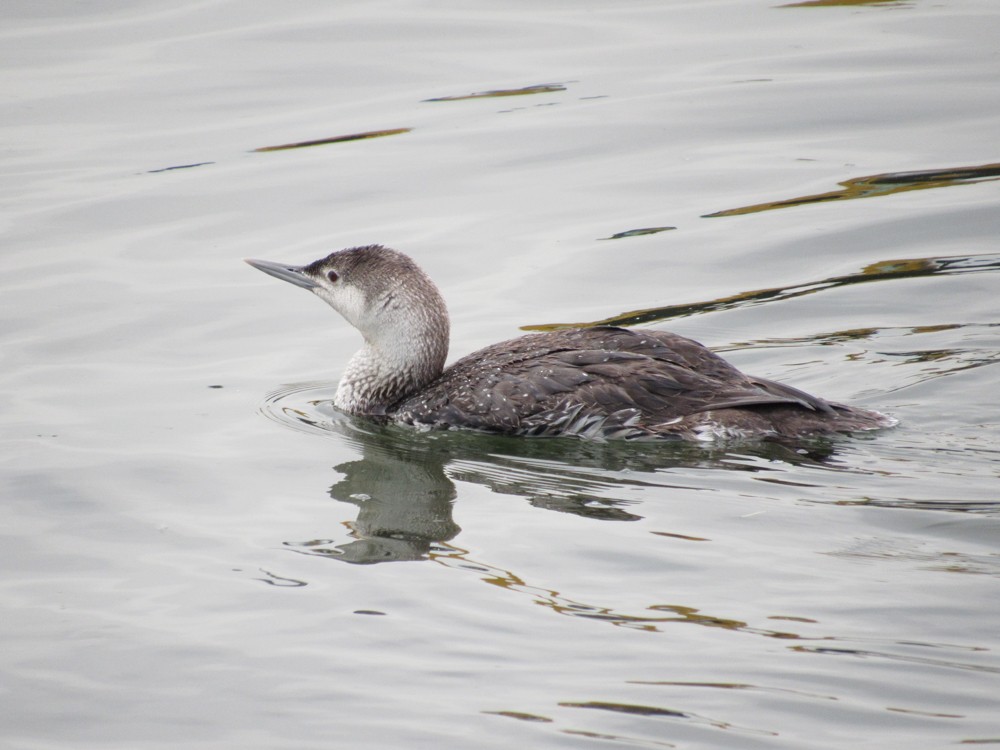 Red-throated Loon - ML59188321