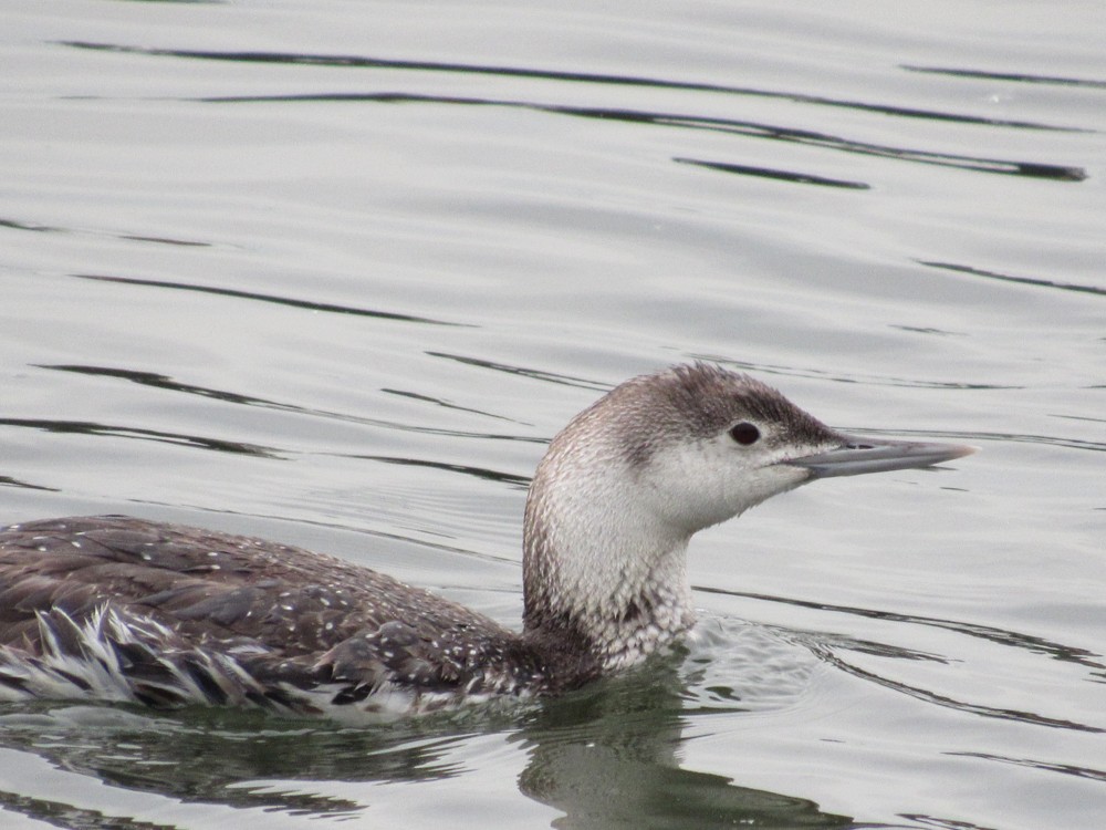 Red-throated Loon - ML59188331