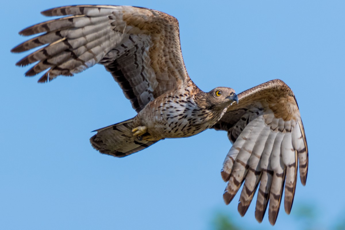 Oriental Honey-buzzard - ML591883691