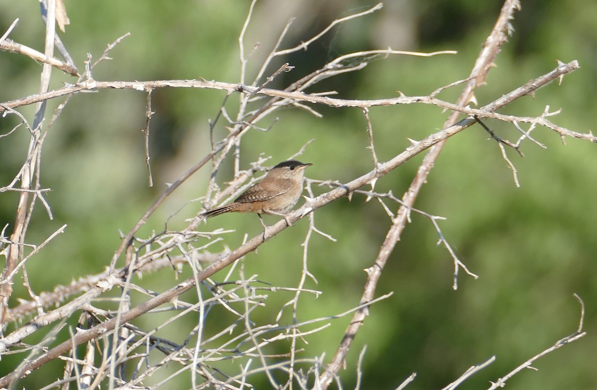 Northern House Wren - ML591885591