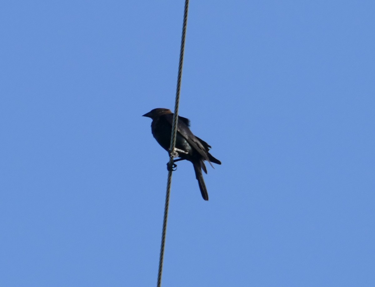 Brown-headed Cowbird - ML591885741